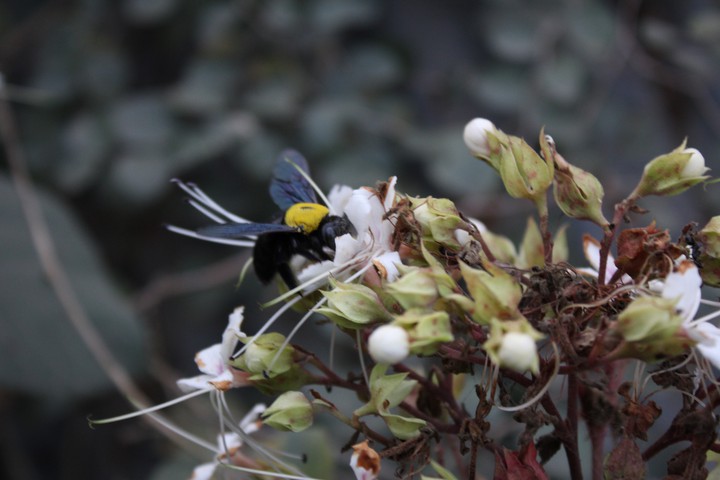 A insect eat honey