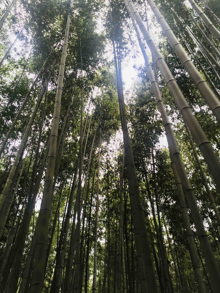 bamboo forest
