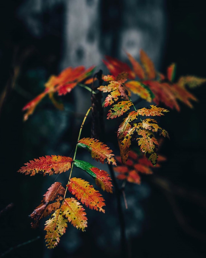 Leaf