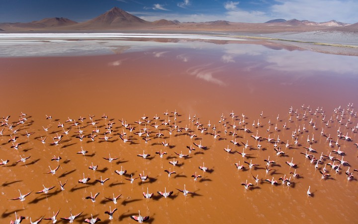 Flamingos