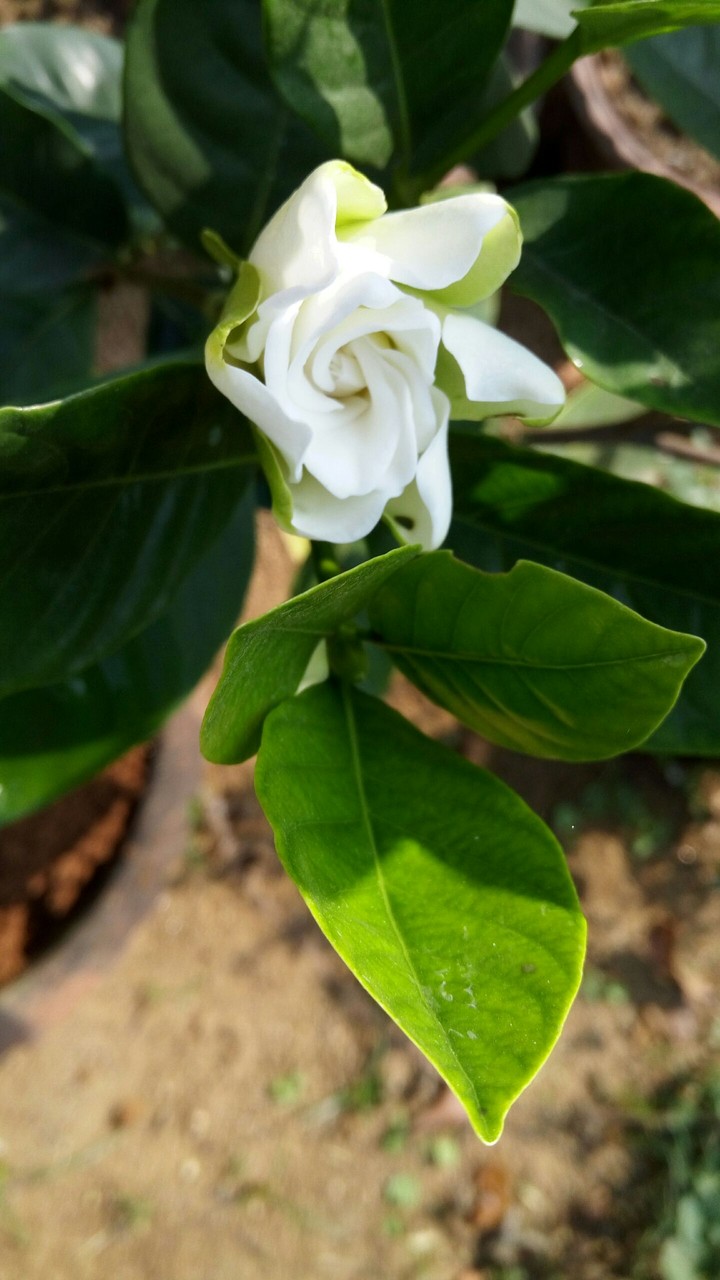 Little Jasmine