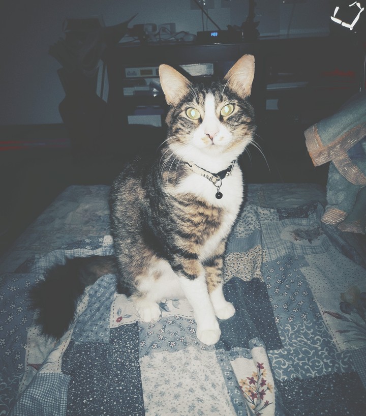 cat