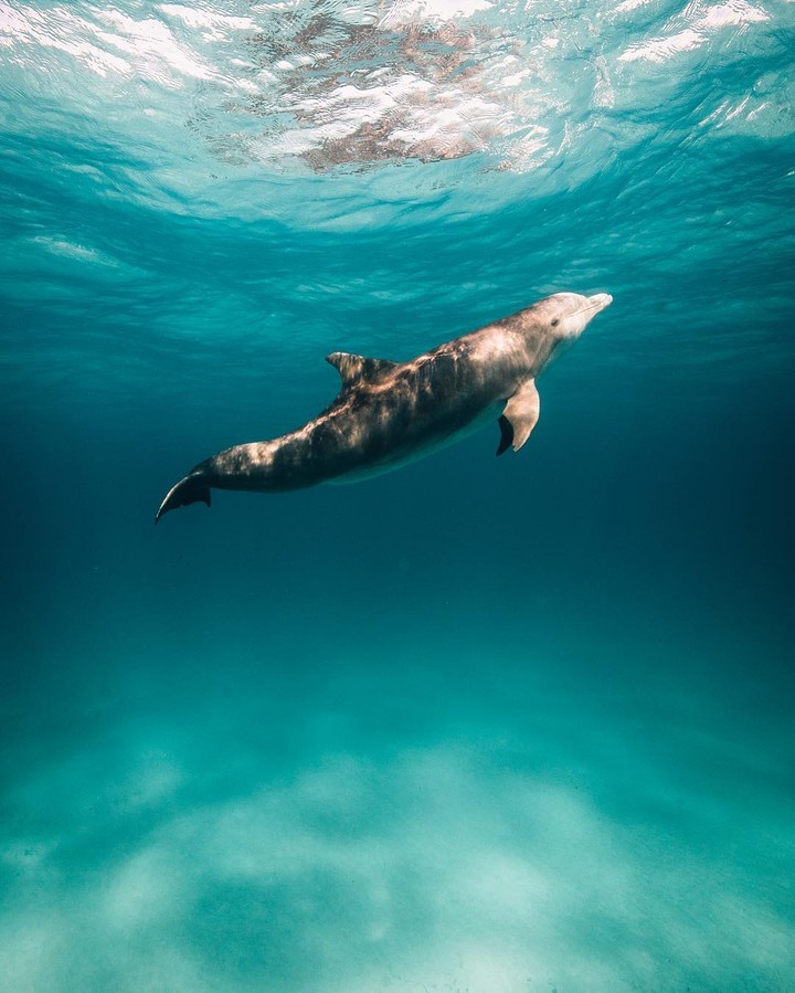 sea life