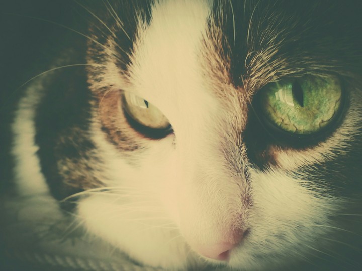 кот