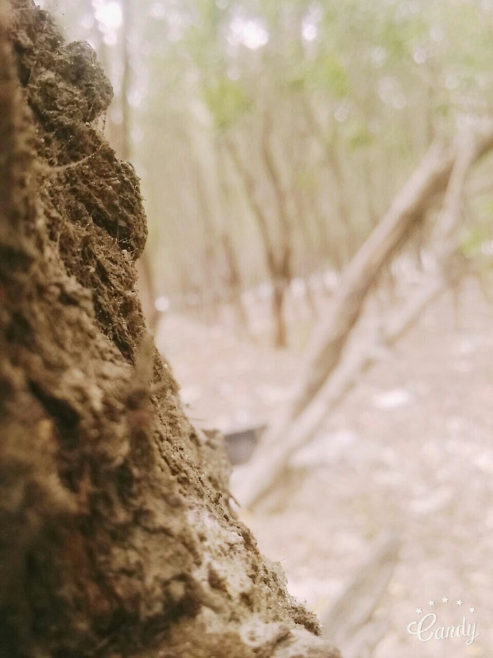 trees