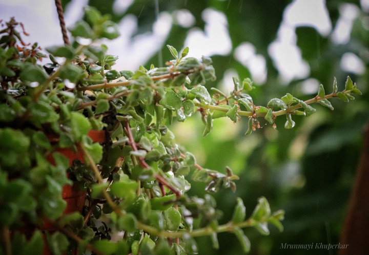 raindrops