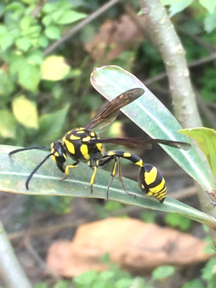 Black n Yellow