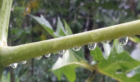 rain