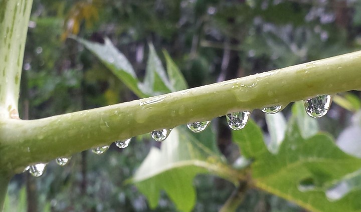rain
