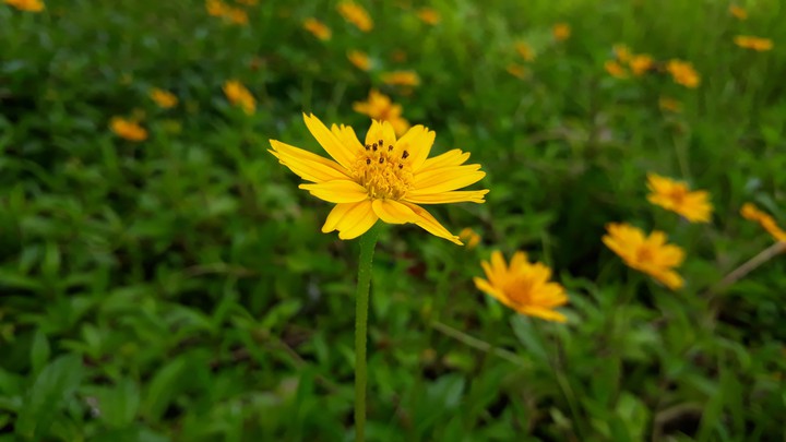 Wild Yellow Flower