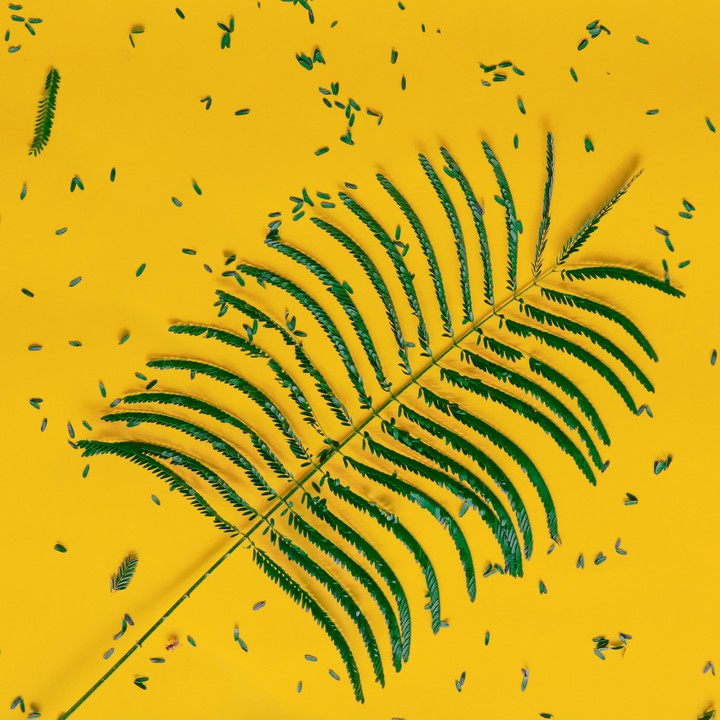 yellow
