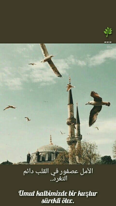 kuş....