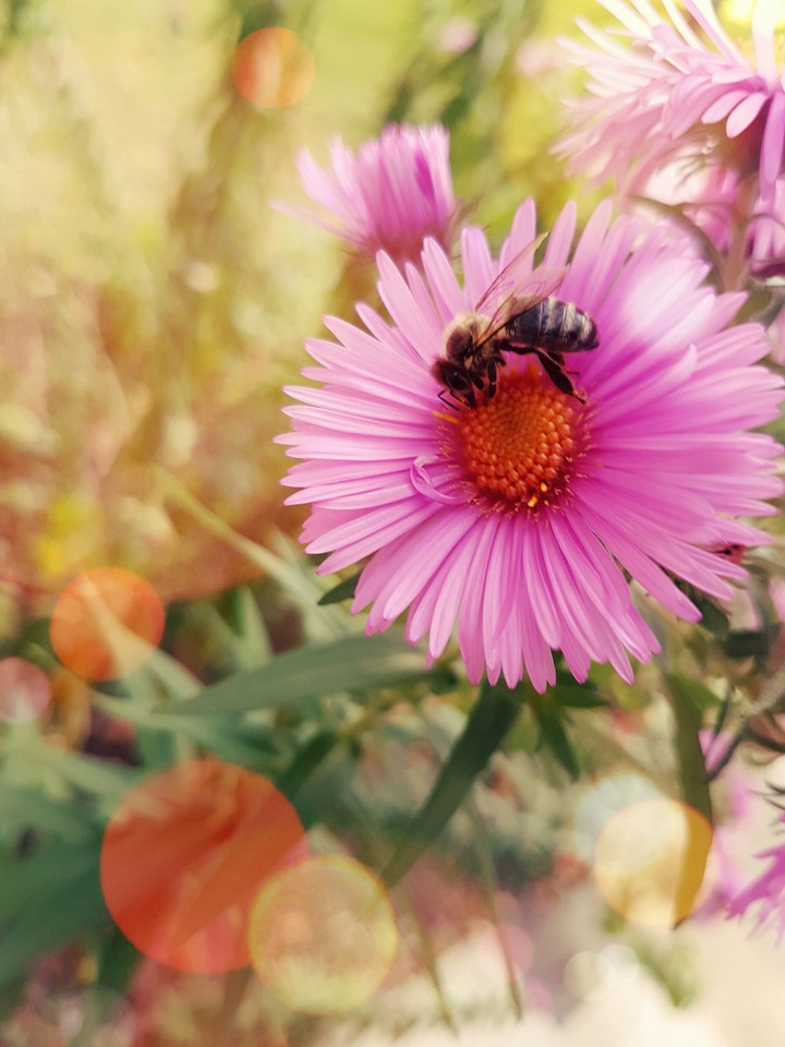 bees around      Girls Edition