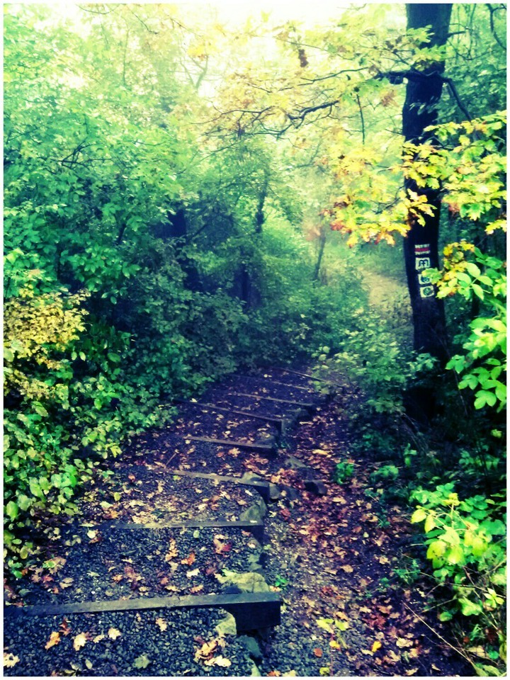 woodland