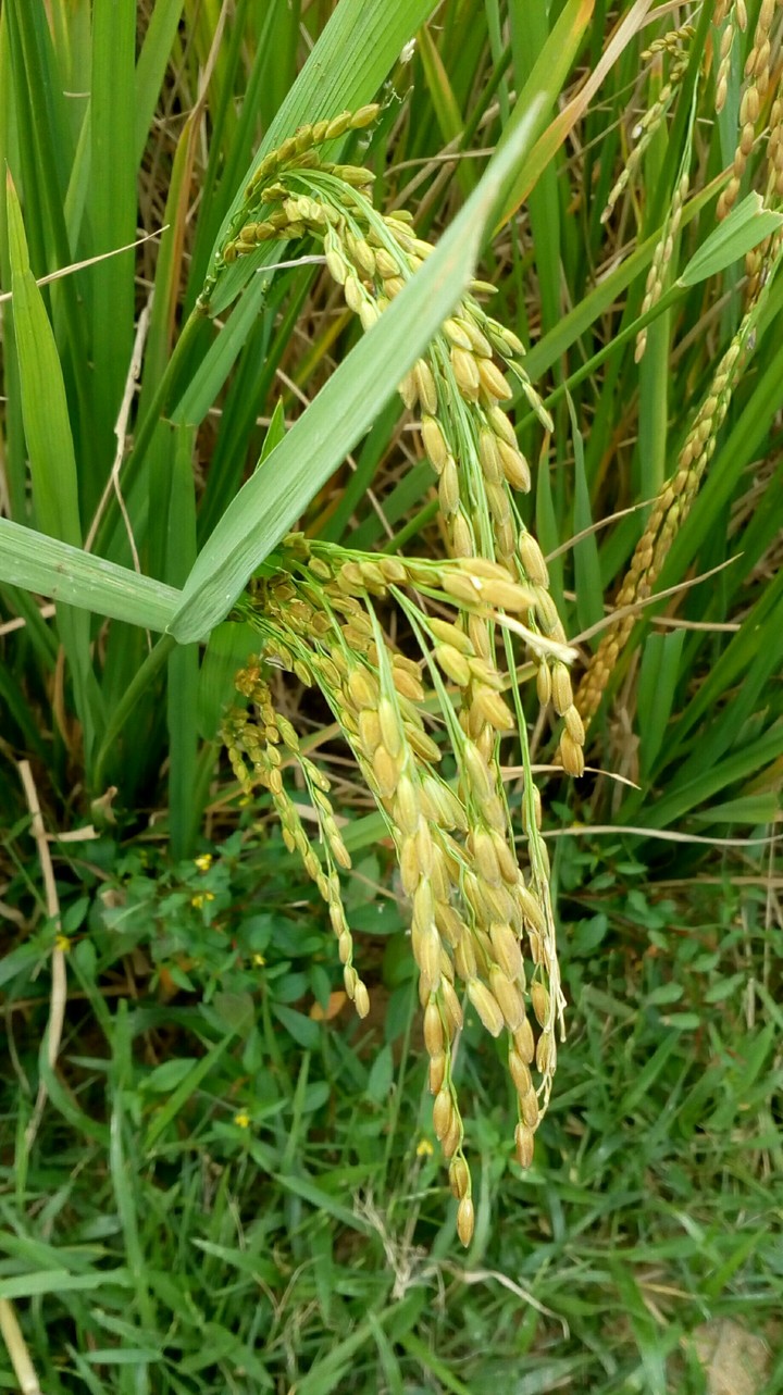 crops