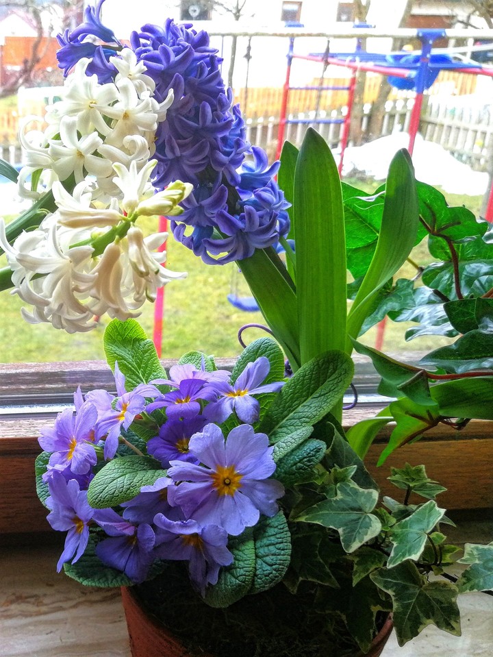 Hyacinth und Primel im Blumentopf