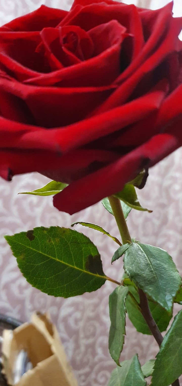 rose