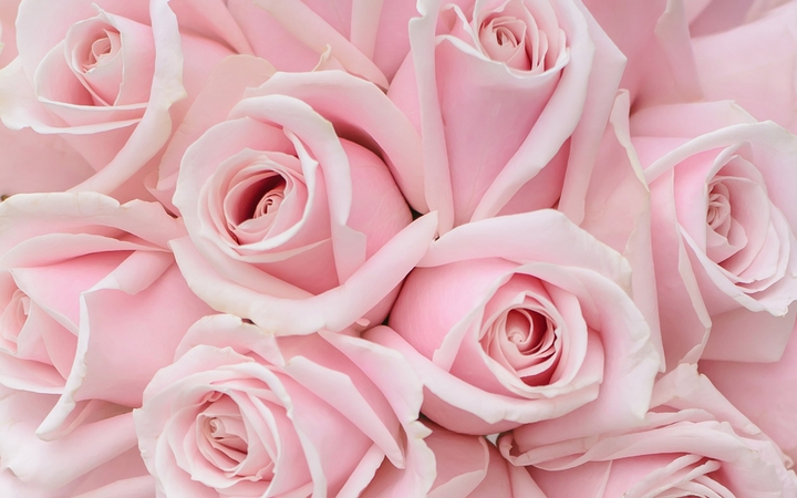 Valentine's Day Pink Roses