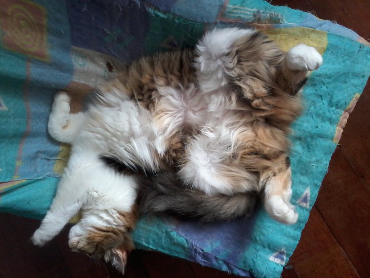 Modelo felina