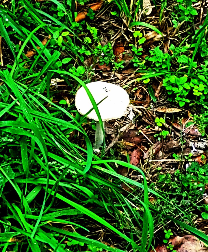 Mushrooms