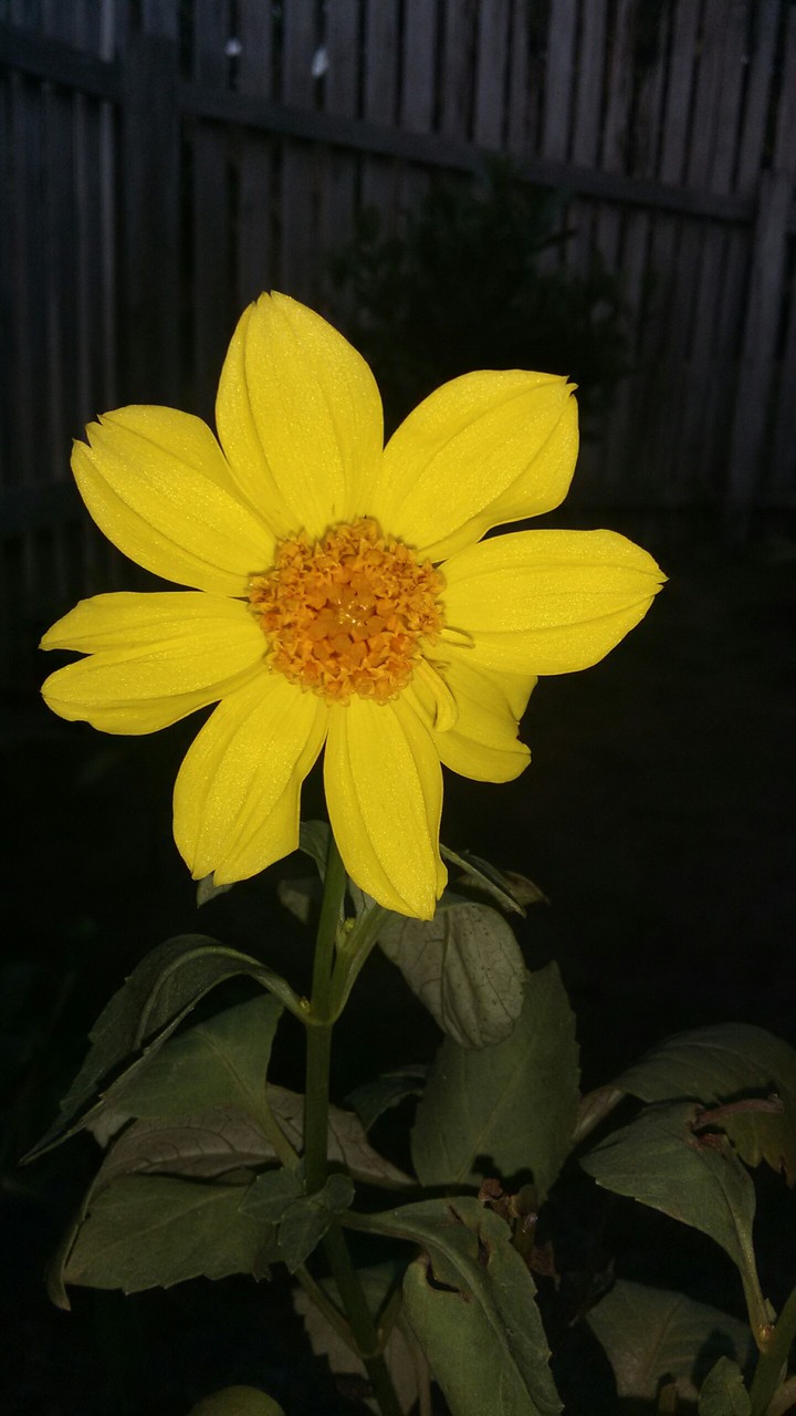 flores#amazonia#Brasil