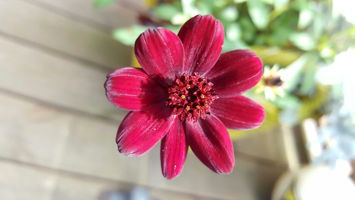 Chokolad Flower