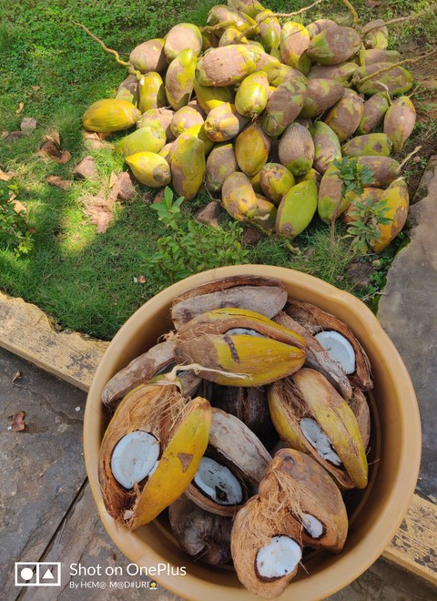 Sustain life with Sunshine & Coconut milk