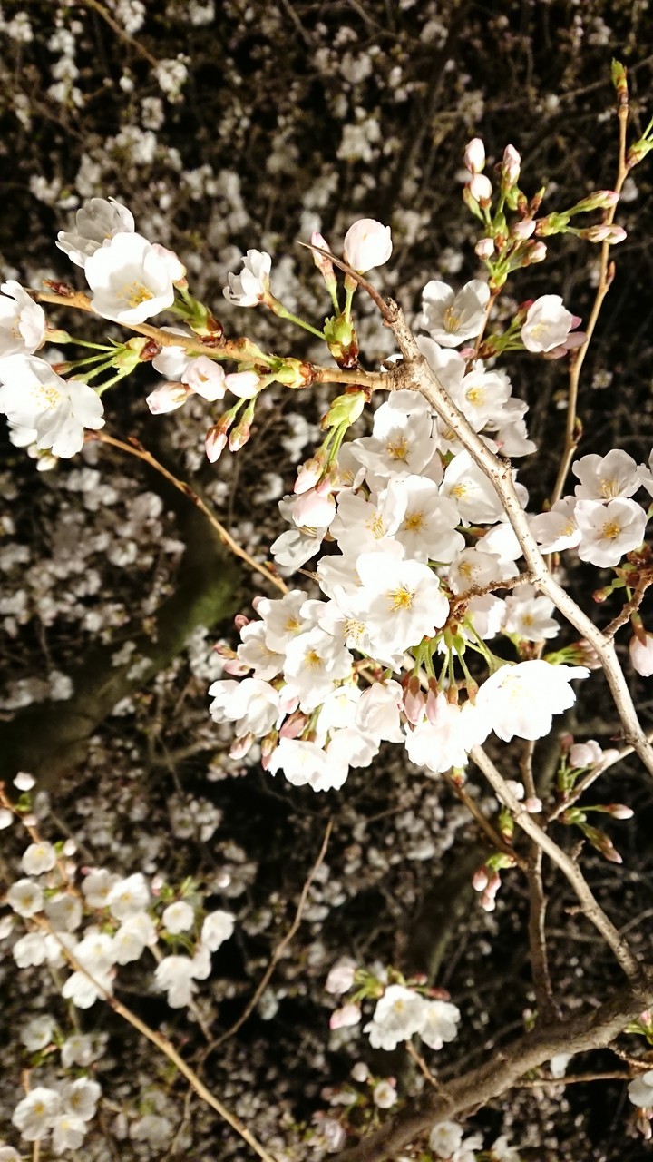 SAKURA at night