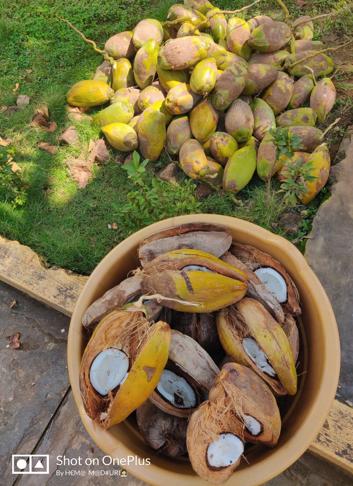 Sustain life with Sunshine & Coconut milk