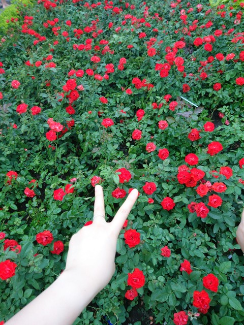 lawn, shrub壁纸