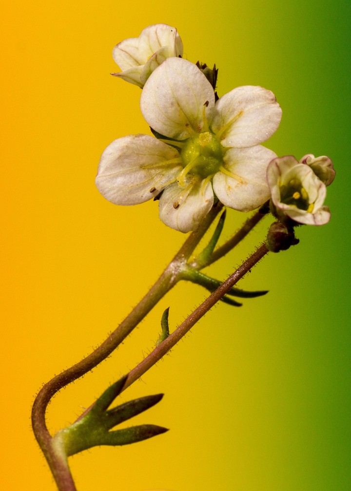 Gradient Background