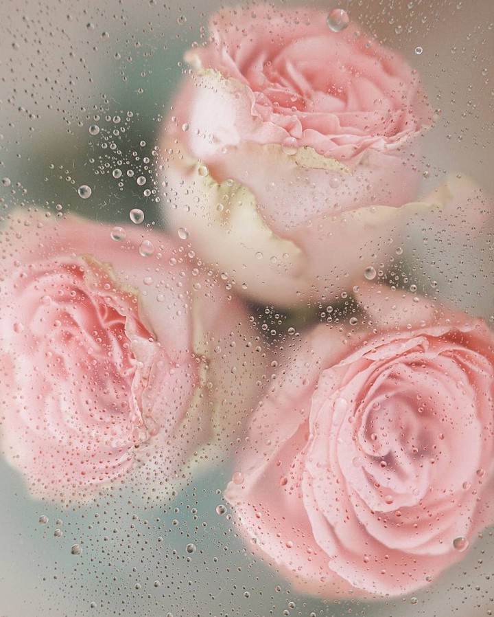 Roses