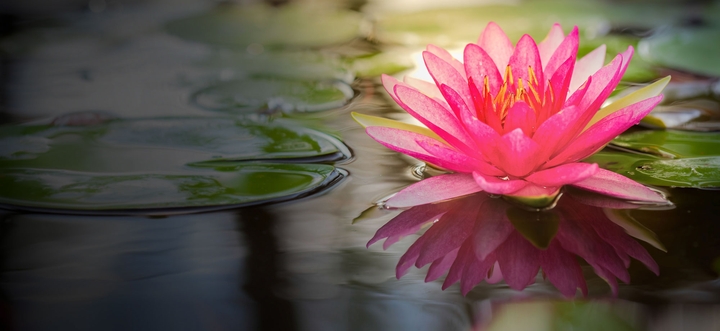 lotus