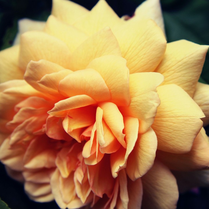 rose