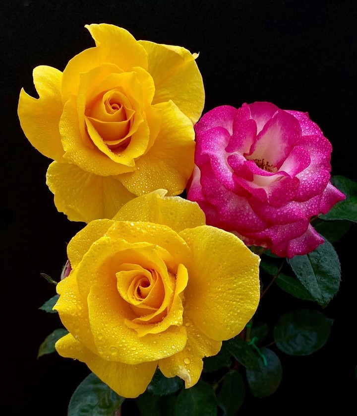 Roses