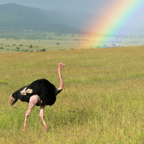 Ostrich and a Rainbow