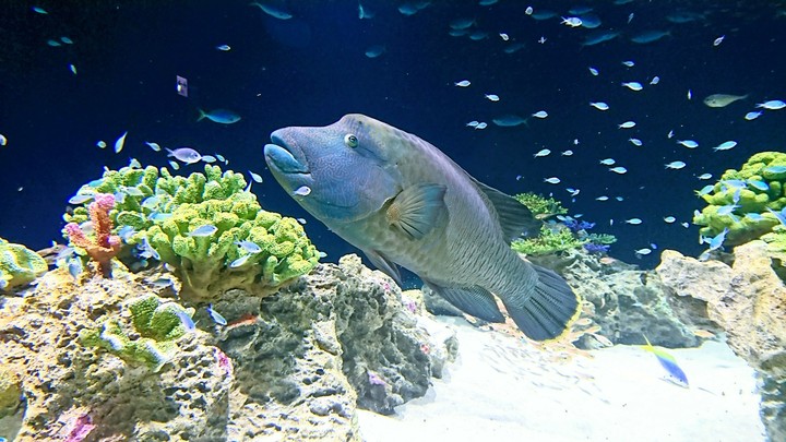 Humphead wrasse