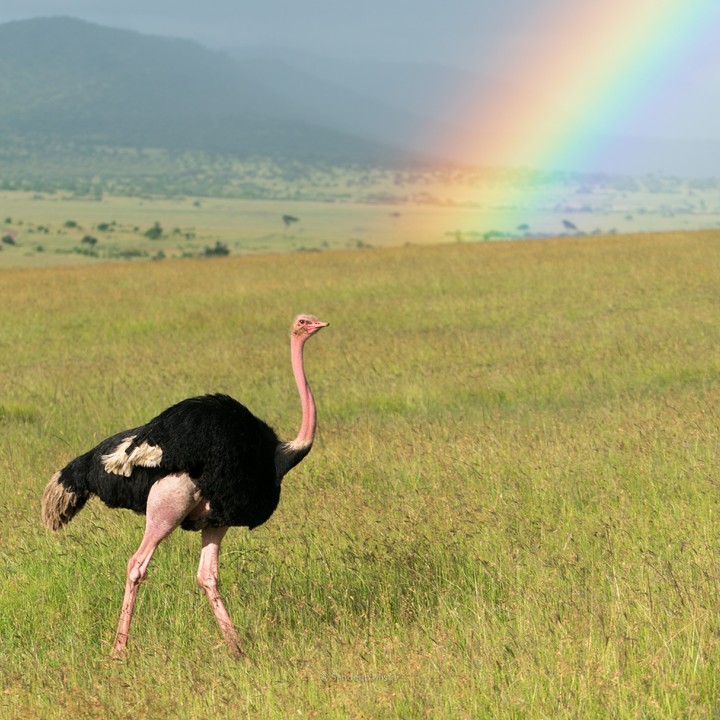Ostrich and a Rainbow