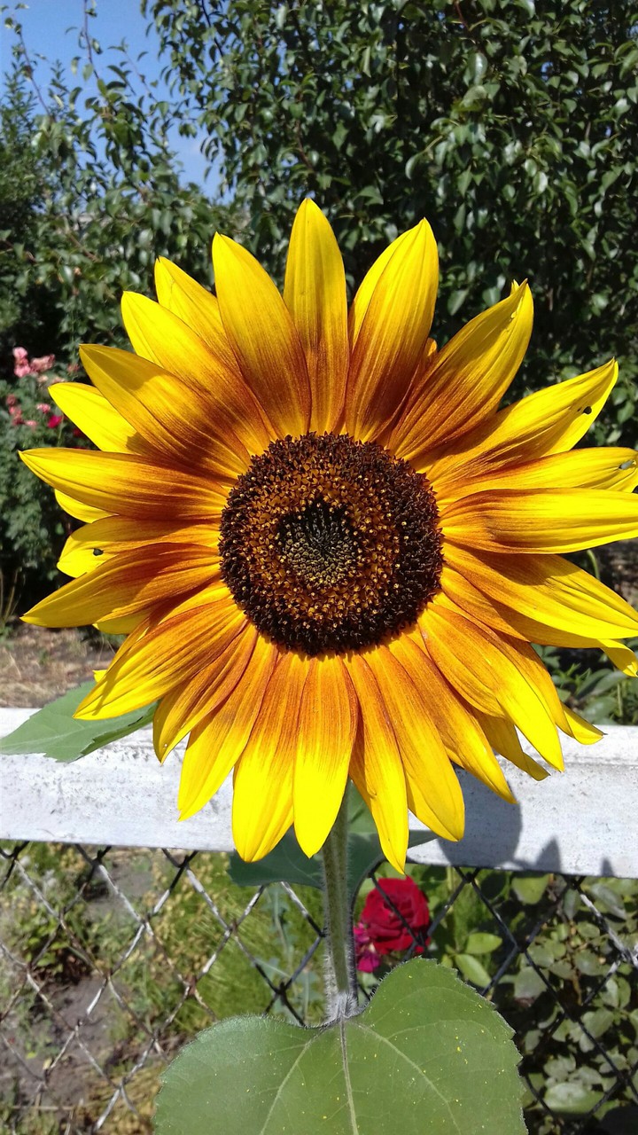 Sunflower