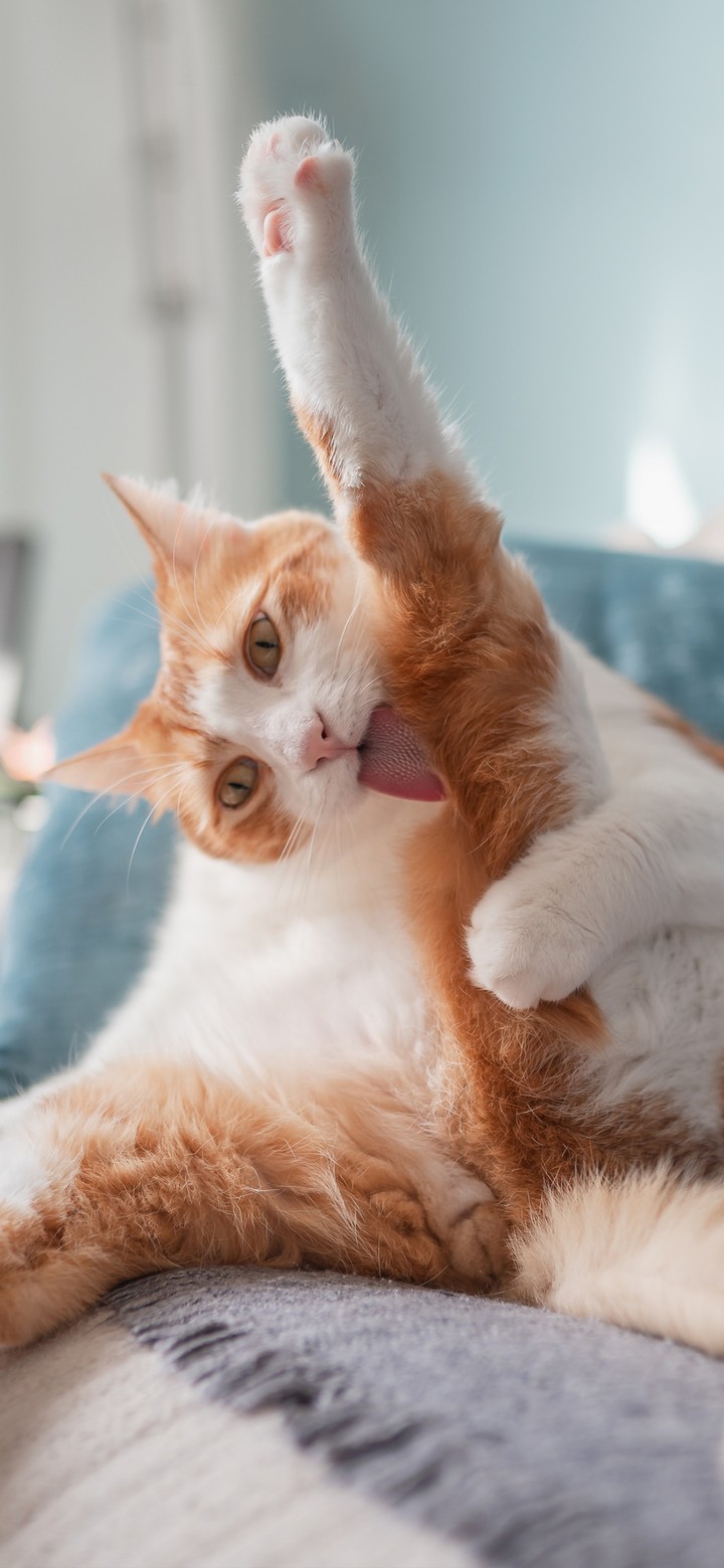 gati