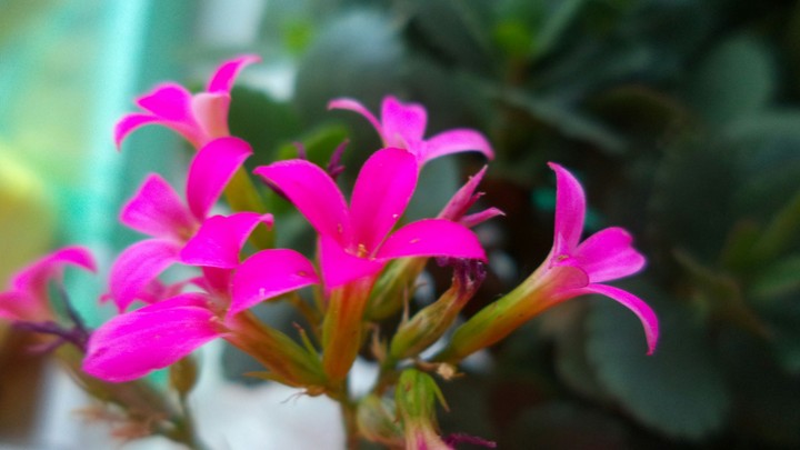 Flowers
