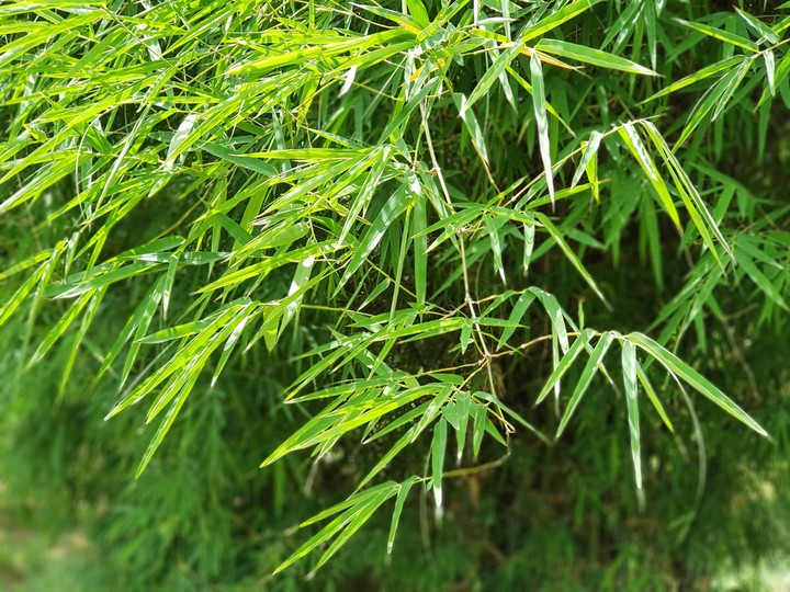 bamboo