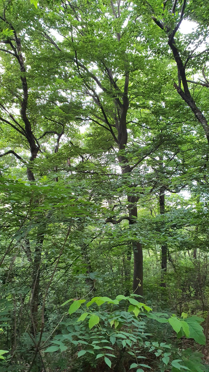 숲(forest)
