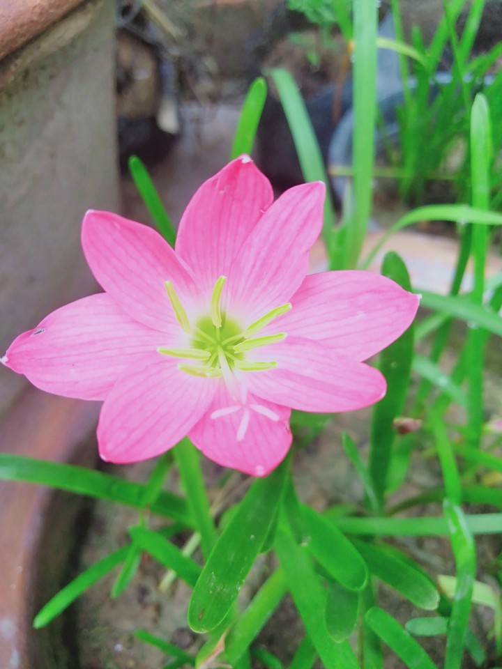 Rain lily