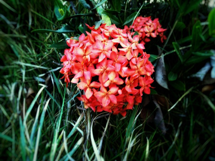 Nature