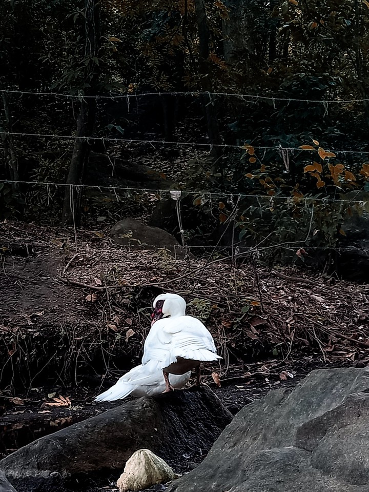 bird