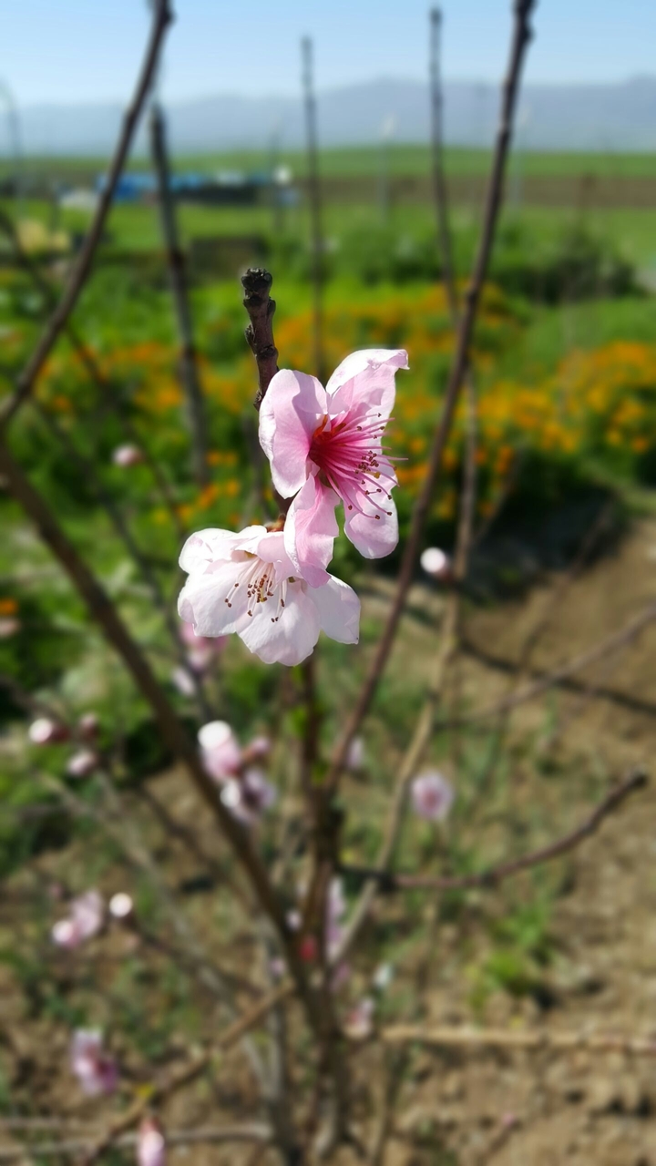 pink flower