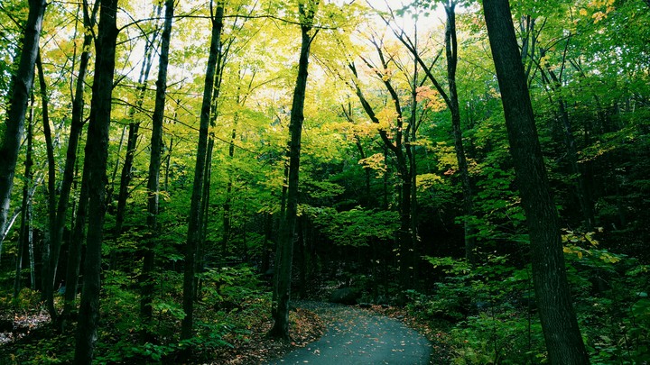 Magic forest