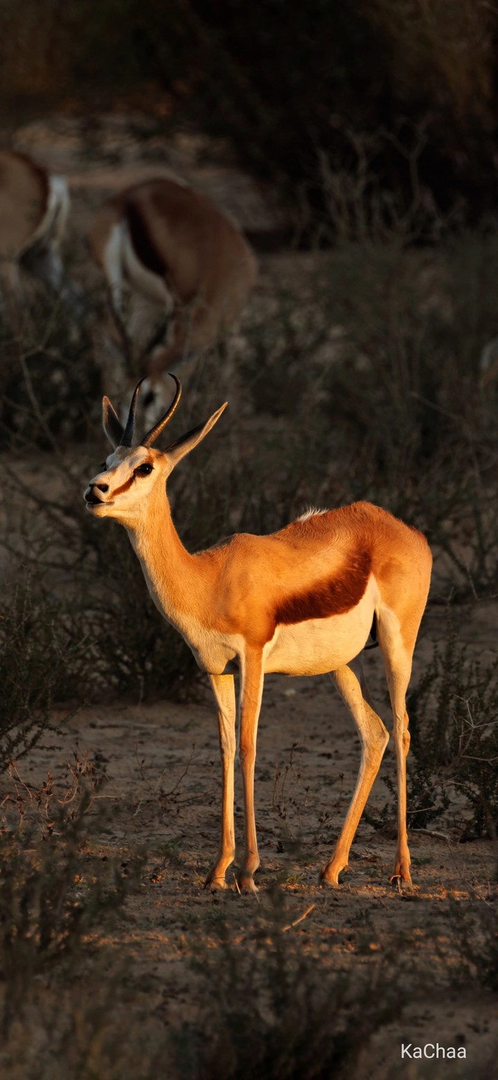 deer