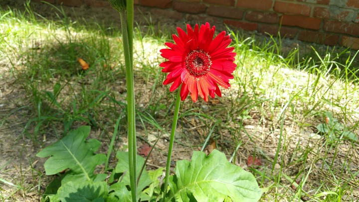 red flower